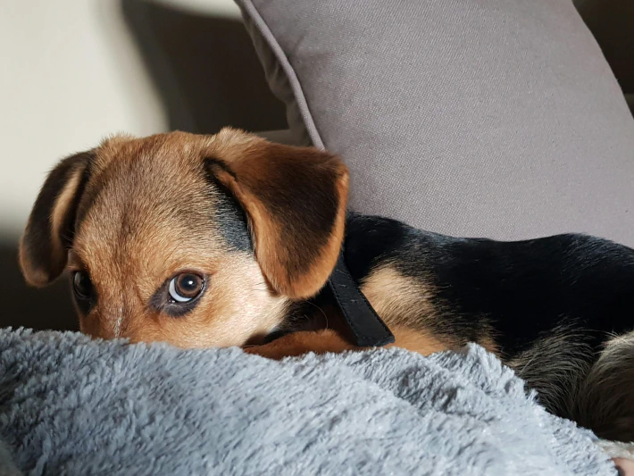 A close up photo of a German Shepherd puppy